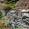Plants: image 97 Of 208 Thumb